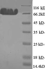 Greater than 90% as determined by SDS-PAGE.