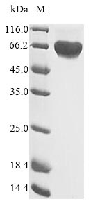 Greater than 85% as determined by SDS-PAGE.