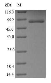 Greater than 85% as determined by SDS-PAGE.