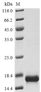 Greater than 90% as determined by SDS-PAGE.