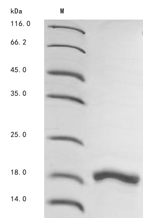 Greater than 90% as determined by SDS-PAGE.