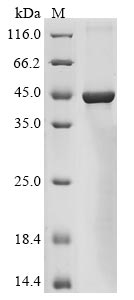 Greater than 85% as determined by SDS-PAGE.