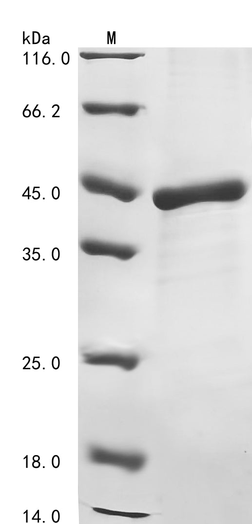 Greater than 85% as determined by SDS-PAGE.