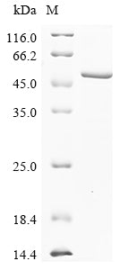 Greater than 85% as determined by SDS-PAGE.