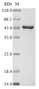 Greater than 90% as determined by SDS-PAGE.