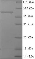 Greater than 90% as determined by SDS-PAGE.