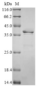 Greater than 85% as determined by SDS-PAGE.