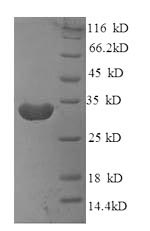 Greater than 90% as determined by SDS-PAGE.