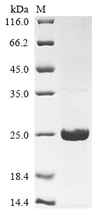 Greater than 90% as determined by SDS-PAGE.