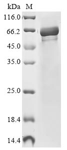 Greater than 85% as determined by SDS-PAGE.