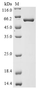 Greater than 90% as determined by SDS-PAGE.