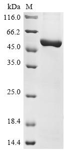 Greater than 85% as determined by SDS-PAGE.