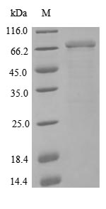 Greater than 85% as determined by SDS-PAGE.