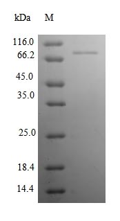 Greater than 90% as determined by SDS-PAGE.