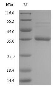 Greater than 90% as determined by SDS-PAGE.