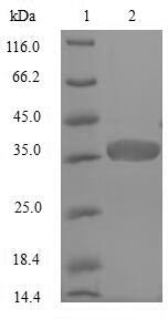 Greater than 90% as determined by SDS-PAGE.