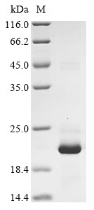 Greater than 90% as determined by SDS-PAGE.