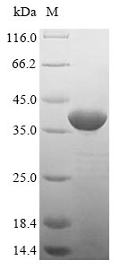 Greater than 85% as determined by SDS-PAGE.