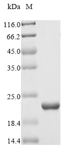 Greater than 85% as determined by SDS-PAGE.