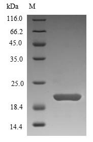 Greater than 90% as determined by SDS-PAGE.