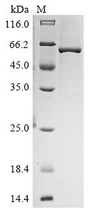 Greater than 85% as determined by SDS-PAGE.