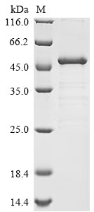 Greater than 85% as determined by SDS-PAGE.