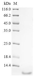 Greater than 90% as determined by SDS-PAGE.