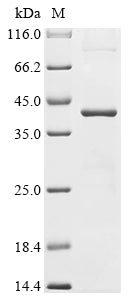 Greater than 90% as determined by SDS-PAGE.