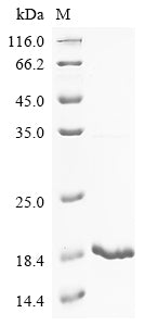 Greater than 90% as determined by SDS-PAGE.