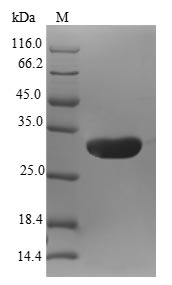 Greater than 90% as determined by SDS-PAGE.