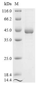 Greater than 85% as determined by SDS-PAGE.