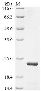 Greater than 85% as determined by SDS-PAGE.