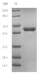 Greater than 90% as determined by SDS-PAGE.