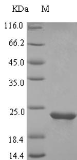 Greater than 90% as determined by SDS-PAGE.