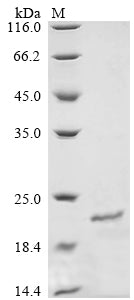 Greater than 90% as determined by SDS-PAGE.