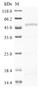 Greater than 90% as determined by SDS-PAGE.