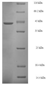 Greater than 90% as determined by SDS-PAGE.