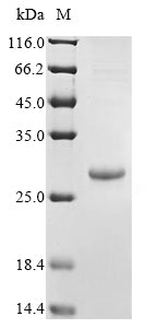 Greater than 85% as determined by SDS-PAGE.