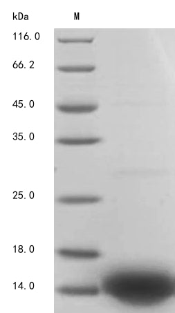 Greater than 90% as determined by SDS-PAGE.