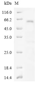 Greater than 85% as determined by SDS-PAGE.