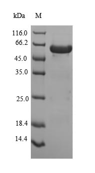 Greater than 90% as determined by SDS-PAGE.