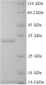 Greater than 90% as determined by SDS-PAGE.