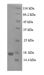 Greater than 90% as determined by SDS-PAGE.