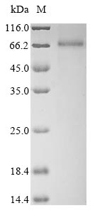 Greater than 85% as determined by SDS-PAGE.