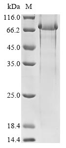 Greater than 85% as determined by SDS-PAGE.