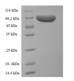 Greater than 90% as determined by SDS-PAGE.