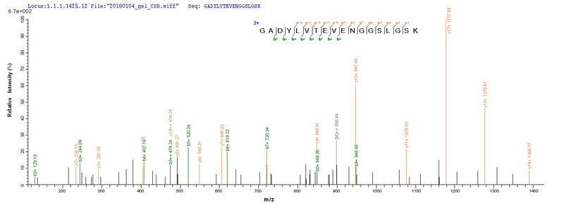 Based on the SEQUEST from database of E.coli host and target protein, the LC-MS/MS Analysis result of this product could indicate that this peptide derived from E.coli-expressed Rattus norvegicus (Rat) Pkm.