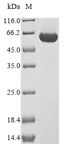 Greater than 85% as determined by SDS-PAGE.