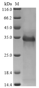 Greater than 90% as determined by SDS-PAGE.