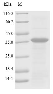 Greater than 85% as determined by SDS-PAGE.